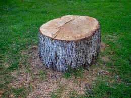 How Our Tree Care Process Works  in  Wales, WI