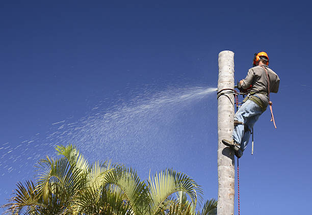 Trusted Wales, WI Tree Care Experts