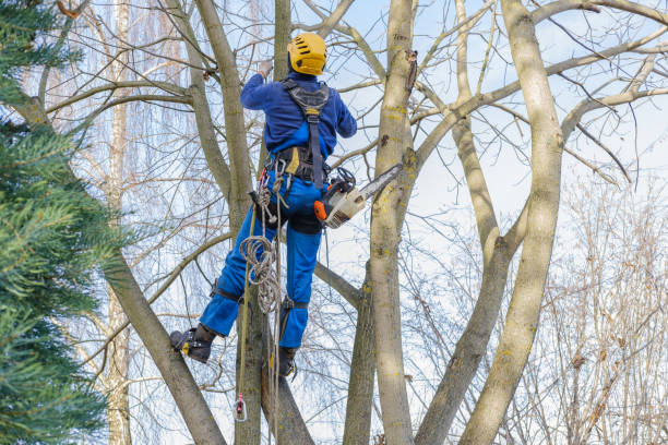 Tree and Shrub Care in Wales, WI